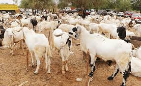 Moutons Marché