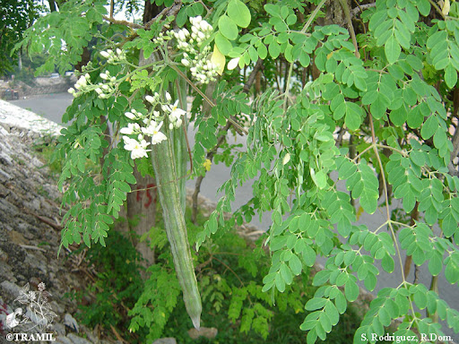 niger-societe-la-debrouille-des-laissees-pour-compte-a-la-rencontre-des-femmes-de-la-foire-d-empoigne-de-feuilles-fraiches-de-moringa-du-rond-point-saguia